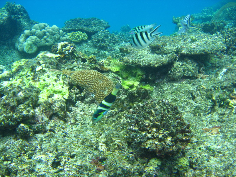 Fiji-Snorkeling-Underwater-Pictures-Amunuca-Resort-217