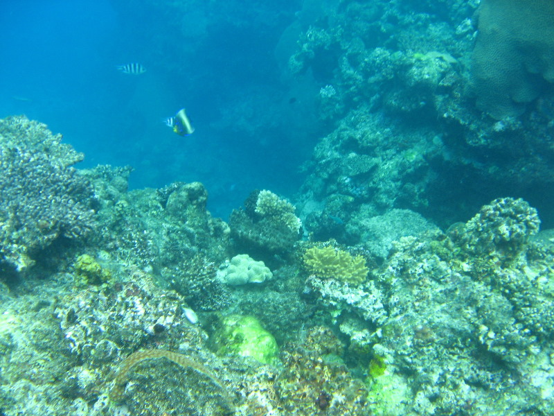 Fiji-Snorkeling-Underwater-Pictures-Amunuca-Resort-219