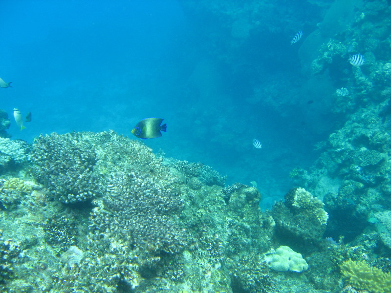 Fiji-Snorkeling-Underwater-Pictures-Amunuca-Resort-220