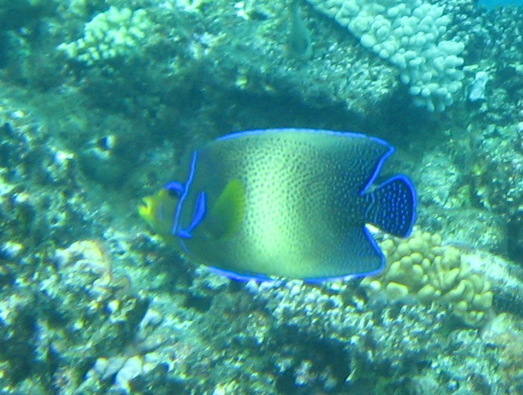 Fiji-Snorkeling-Underwater-Pictures-Amunuca-Resort-222