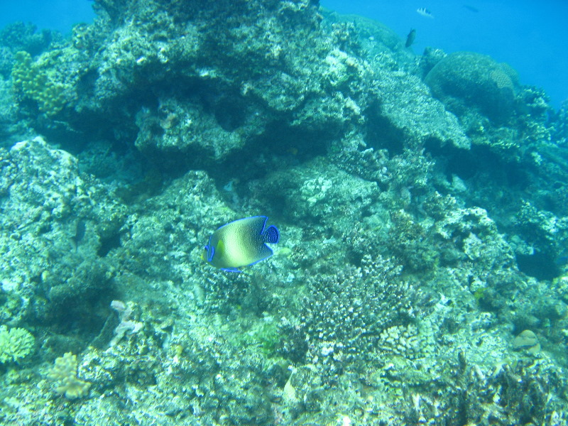 Fiji-Snorkeling-Underwater-Pictures-Amunuca-Resort-223