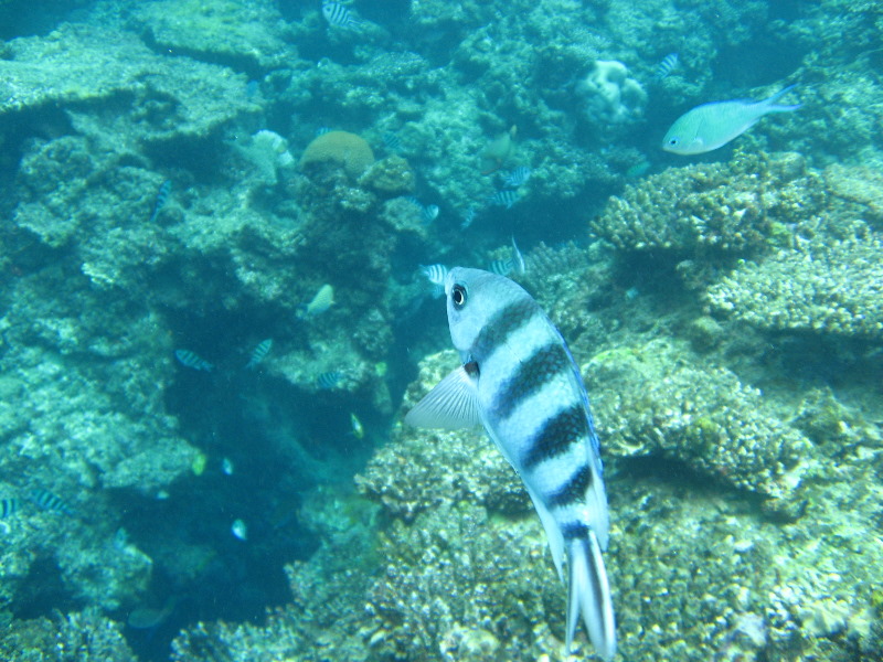 Fiji-Snorkeling-Underwater-Pictures-Amunuca-Resort-224