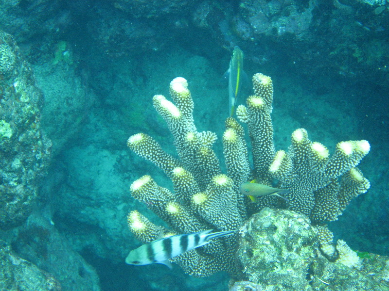 Fiji-Snorkeling-Underwater-Pictures-Amunuca-Resort-225