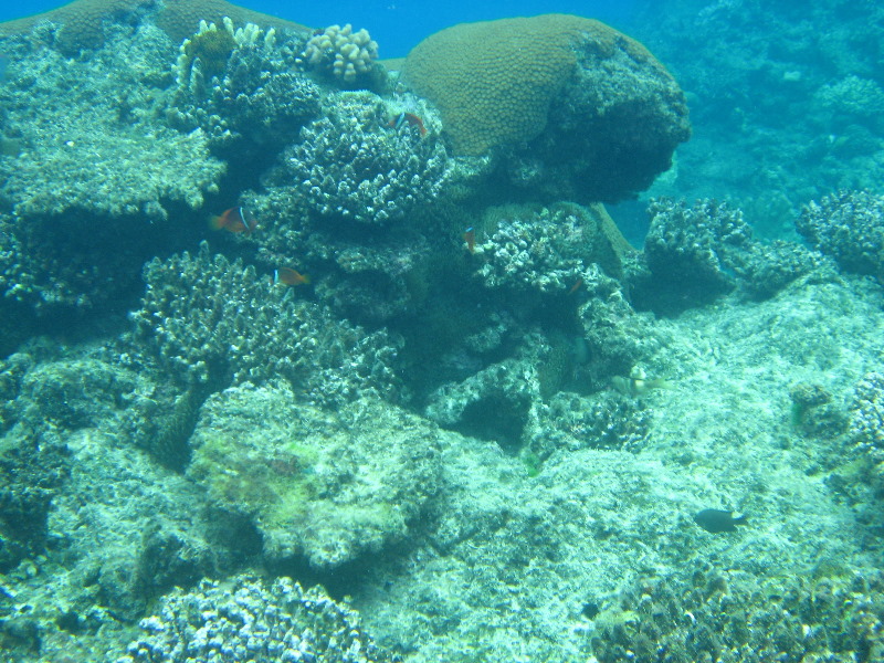 Fiji-Snorkeling-Underwater-Pictures-Amunuca-Resort-227