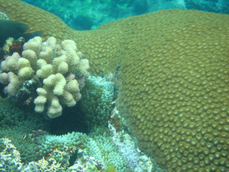 Fiji-Snorkeling-Underwater-Pictures-Amunuca-Resort-228