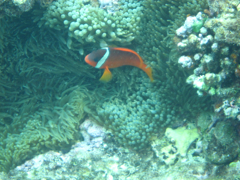 Fiji-Snorkeling-Underwater-Pictures-Amunuca-Resort-229