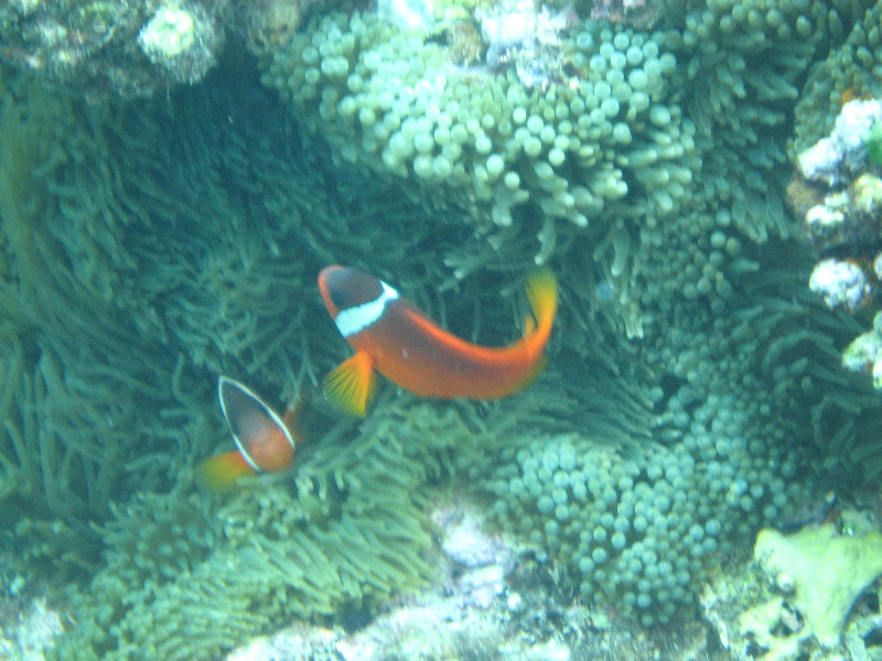 Fiji-Snorkeling-Underwater-Pictures-Amunuca-Resort-231