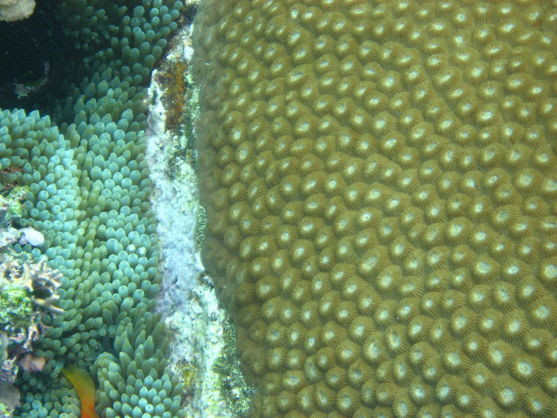 Fiji-Snorkeling-Underwater-Pictures-Amunuca-Resort-232