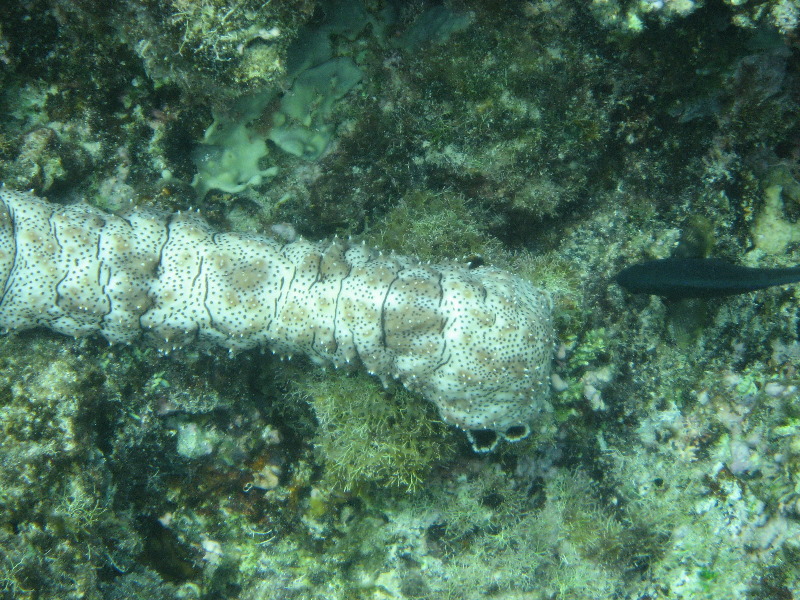 Fiji-Snorkeling-Underwater-Pictures-Amunuca-Resort-234