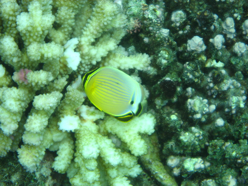 Fiji-Snorkeling-Underwater-Pictures-Amunuca-Resort-237