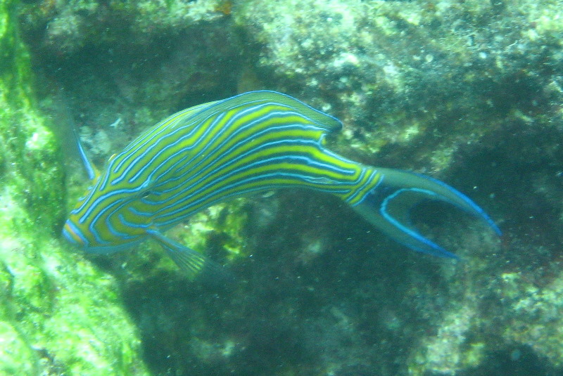 Fiji-Snorkeling-Underwater-Pictures-Amunuca-Resort-241