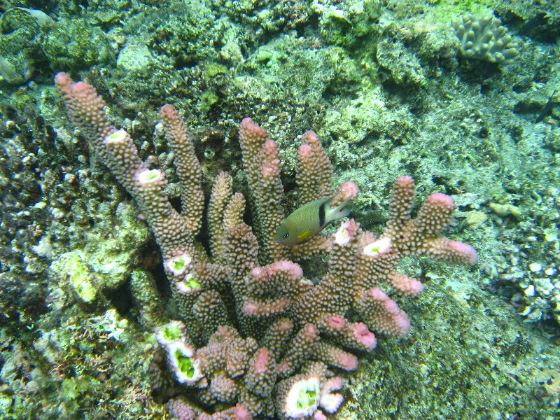 Fiji-Snorkeling-Underwater-Pictures-Amunuca-Resort-242