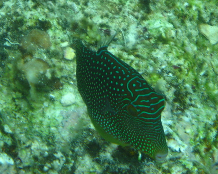Fiji-Snorkeling-Underwater-Pictures-Amunuca-Resort-243