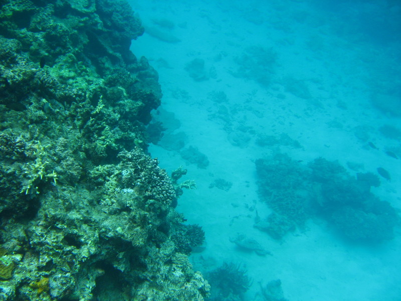 Fiji-Snorkeling-Underwater-Pictures-Amunuca-Resort-247