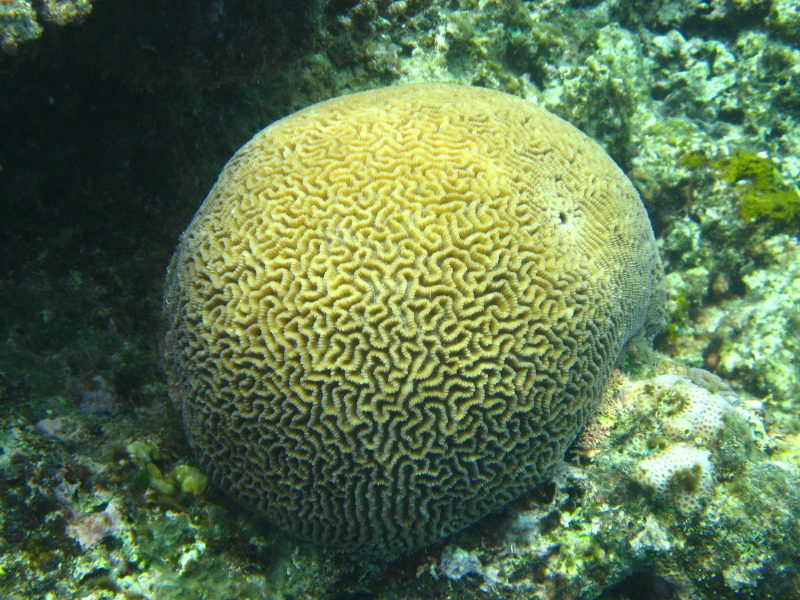 Fiji-Snorkeling-Underwater-Pictures-Amunuca-Resort-252
