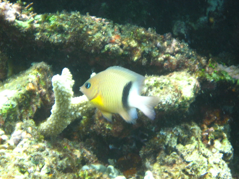 Fiji-Snorkeling-Underwater-Pictures-Amunuca-Resort-253