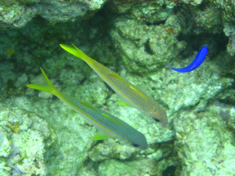 Fiji-Snorkeling-Underwater-Pictures-Amunuca-Resort-256