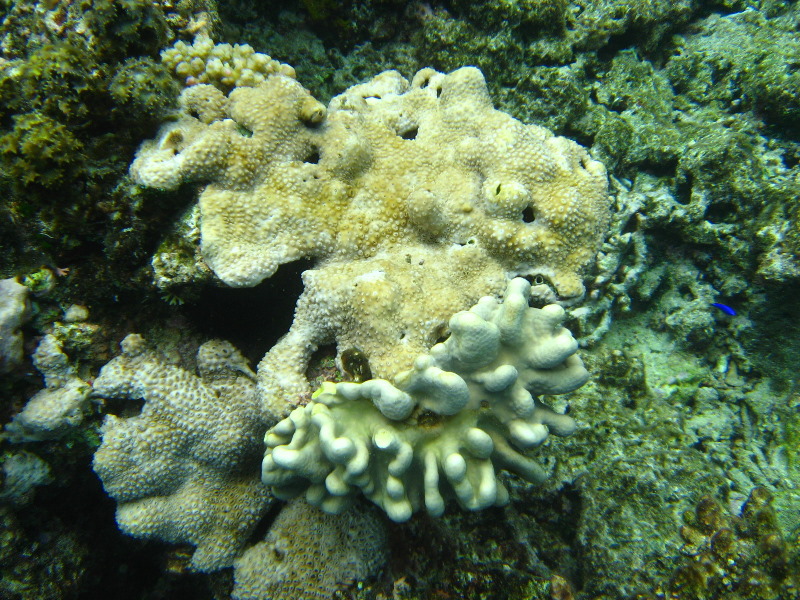 Fiji-Snorkeling-Underwater-Pictures-Amunuca-Resort-257