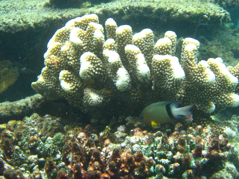 Fiji-Snorkeling-Underwater-Pictures-Amunuca-Resort-259