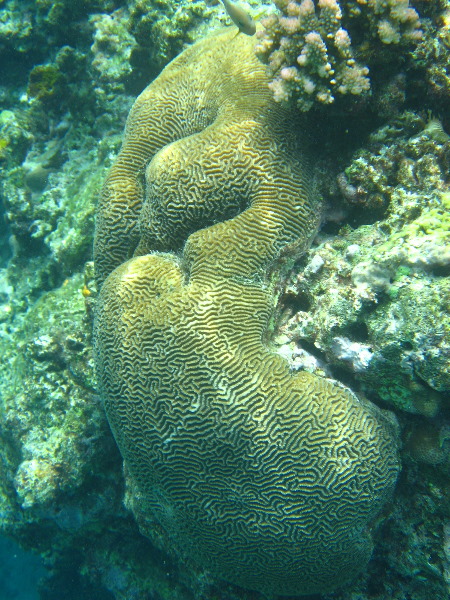 Fiji-Snorkeling-Underwater-Pictures-Amunuca-Resort-260