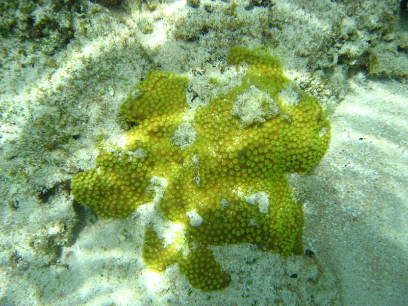 Fiji-Snorkeling-Underwater-Pictures-Amunuca-Resort-266