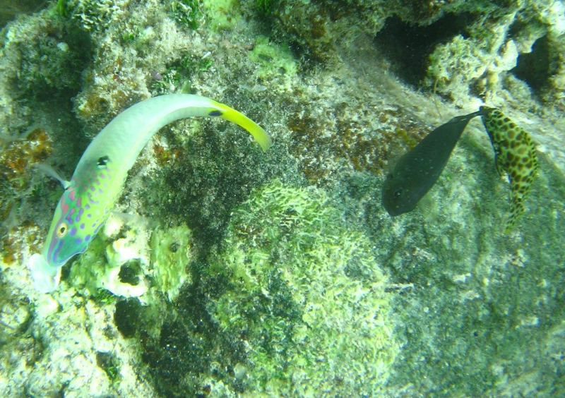 Fiji-Snorkeling-Underwater-Pictures-Amunuca-Resort-267