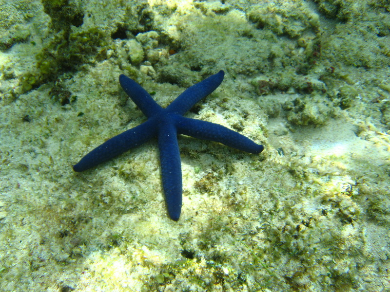 Fiji-Snorkeling-Underwater-Pictures-Amunuca-Resort-268