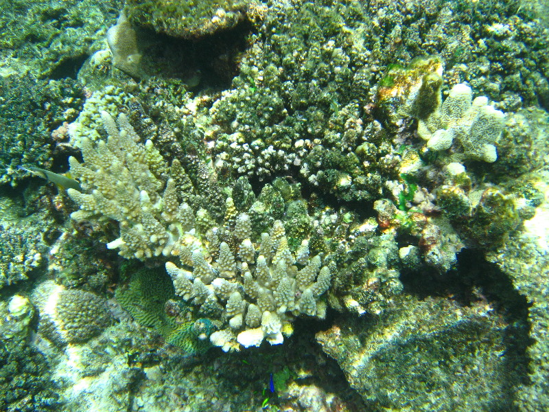 Fiji-Snorkeling-Underwater-Pictures-Amunuca-Resort-271