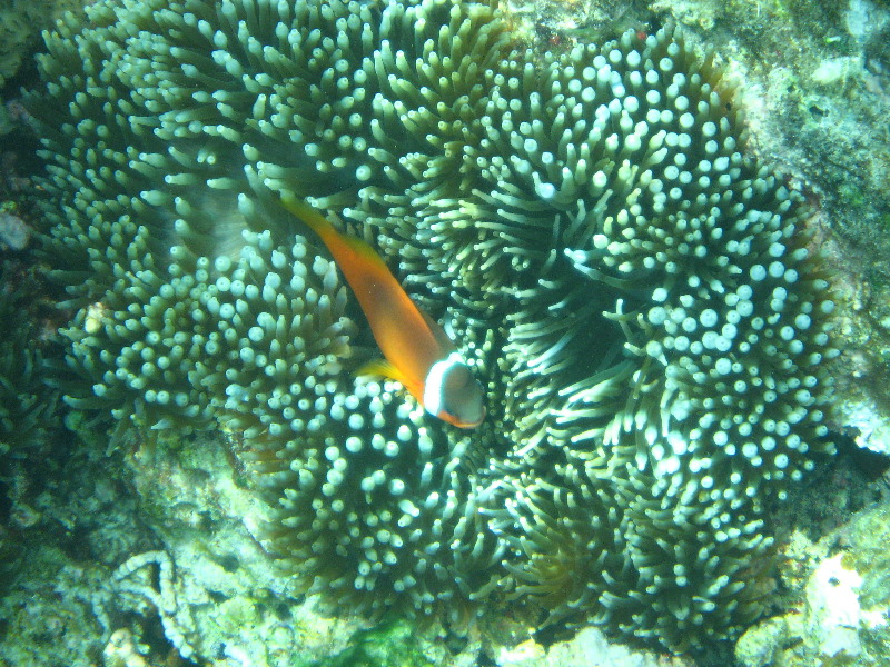 Fiji-Snorkeling-Underwater-Pictures-Amunuca-Resort-272