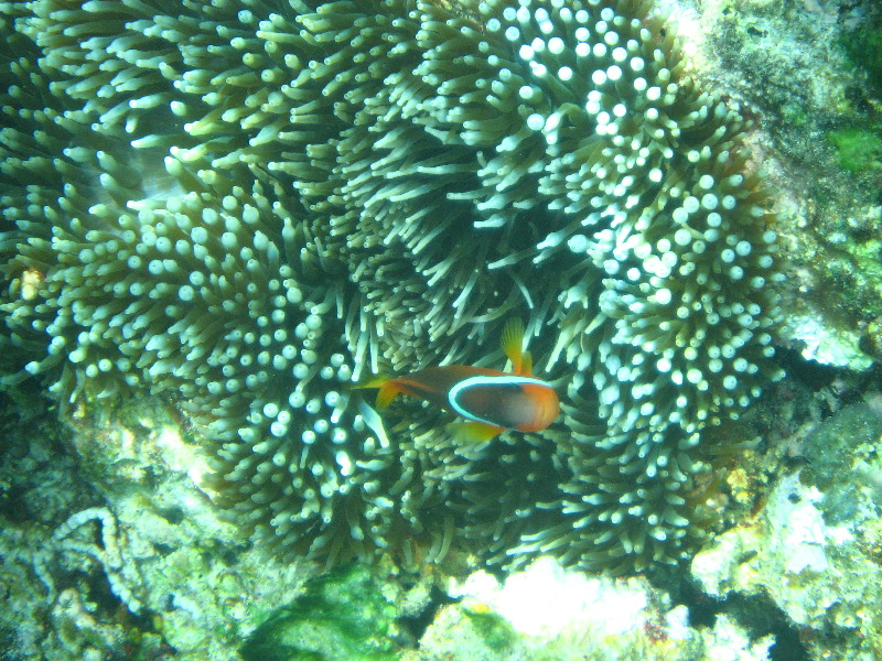 Fiji-Snorkeling-Underwater-Pictures-Amunuca-Resort-273