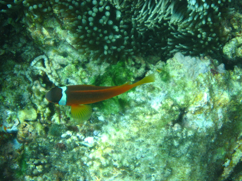 Fiji-Snorkeling-Underwater-Pictures-Amunuca-Resort-274