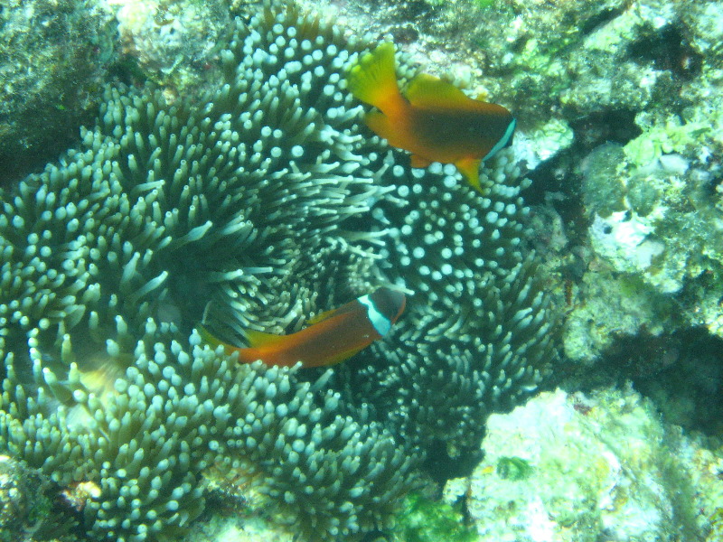 Fiji-Snorkeling-Underwater-Pictures-Amunuca-Resort-276