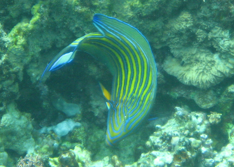 Fiji-Snorkeling-Underwater-Pictures-Amunuca-Resort-279