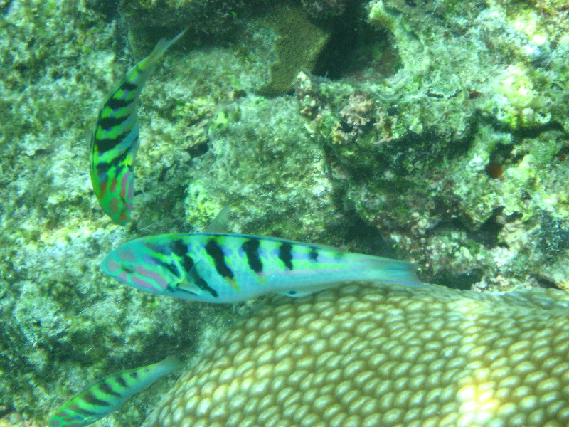 Fiji-Snorkeling-Underwater-Pictures-Amunuca-Resort-287