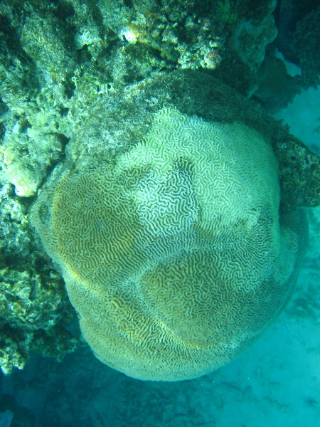 Fiji-Snorkeling-Underwater-Pictures-Amunuca-Resort-288
