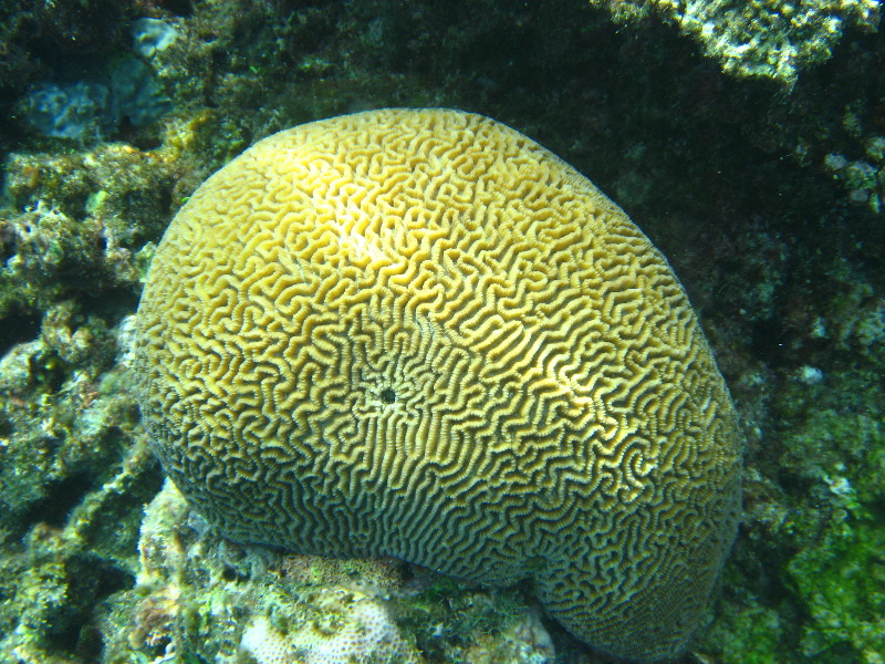 Fiji-Snorkeling-Underwater-Pictures-Amunuca-Resort-293