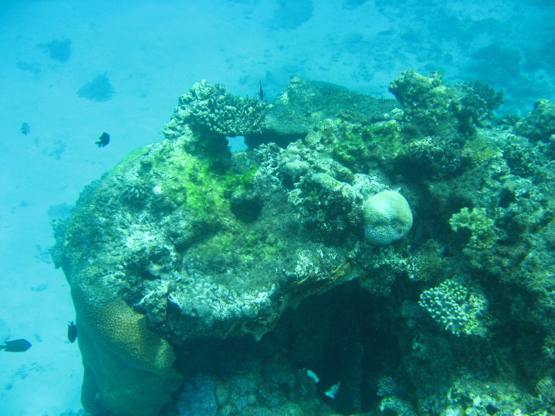 Fiji-Snorkeling-Underwater-Pictures-Amunuca-Resort-296