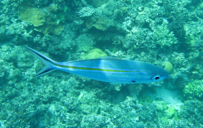 Fiji-Snorkeling-Underwater-Pictures-Amunuca-Resort-297