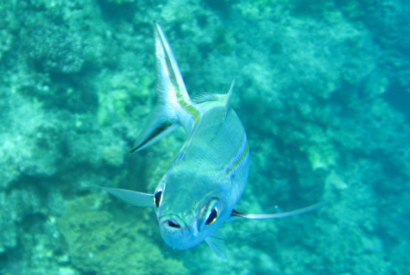 Fiji-Snorkeling-Underwater-Pictures-Amunuca-Resort-298