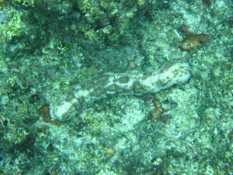 Fiji-Snorkeling-Underwater-Pictures-Amunuca-Resort-299