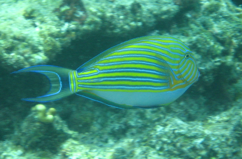 Fiji-Snorkeling-Underwater-Pictures-Amunuca-Resort-302