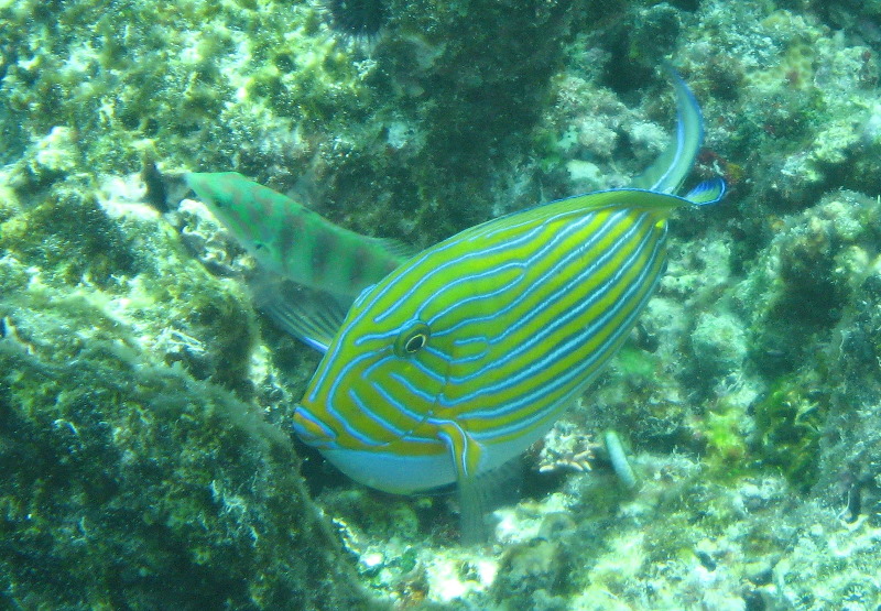 Fiji-Snorkeling-Underwater-Pictures-Amunuca-Resort-303