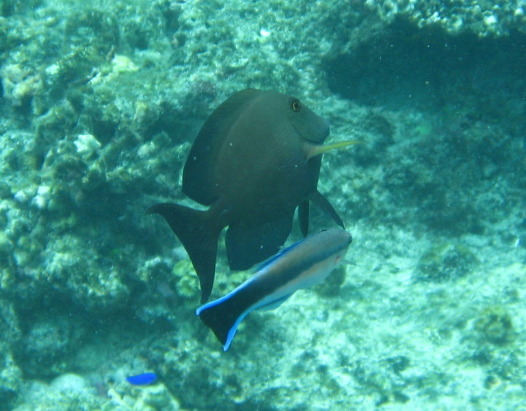 Fiji-Snorkeling-Underwater-Pictures-Amunuca-Resort-304