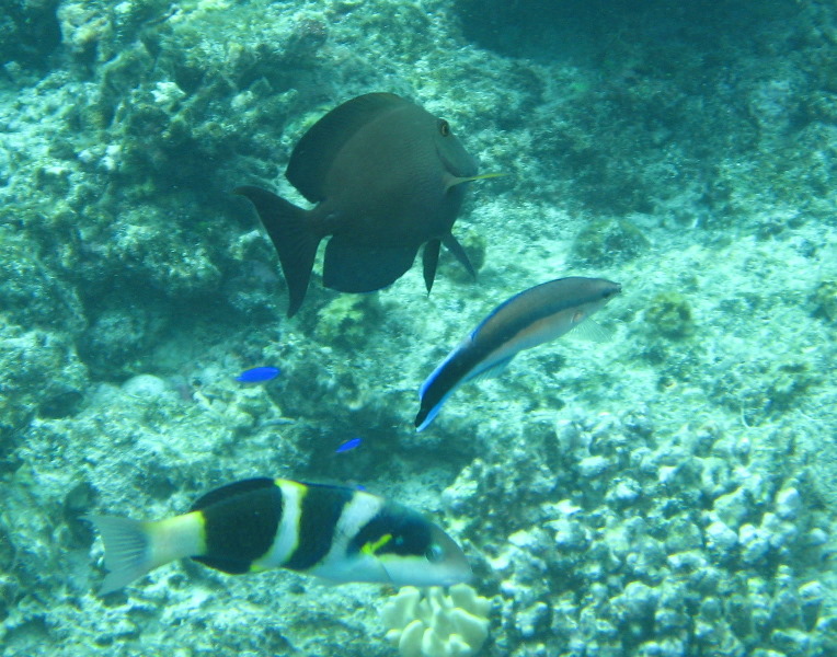 Fiji-Snorkeling-Underwater-Pictures-Amunuca-Resort-305