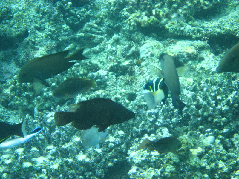 Fiji-Snorkeling-Underwater-Pictures-Amunuca-Resort-308