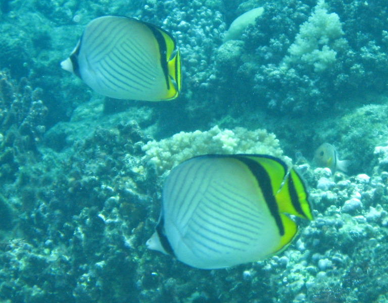 Fiji-Snorkeling-Underwater-Pictures-Amunuca-Resort-311