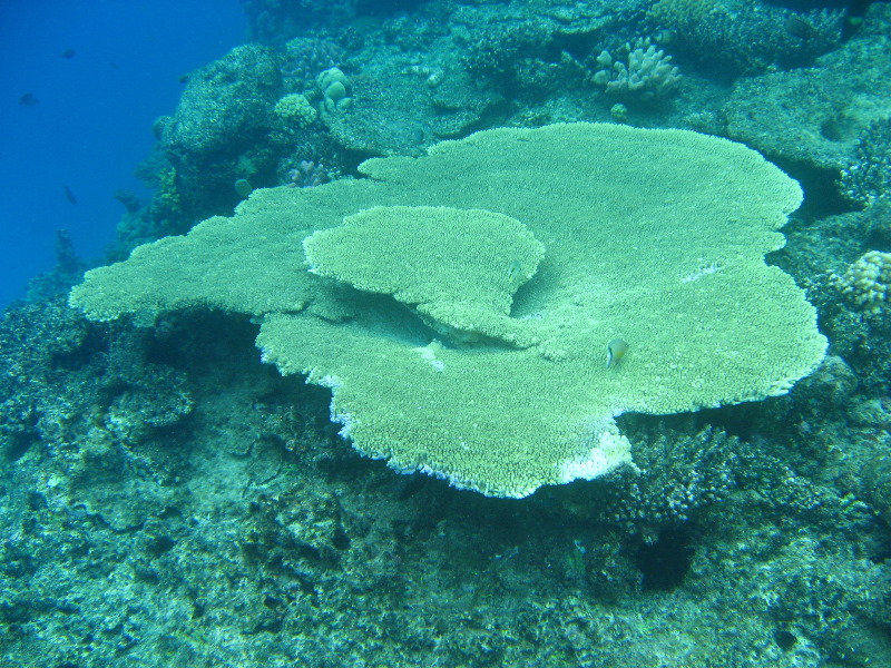 Fiji-Snorkeling-Underwater-Pictures-Amunuca-Resort-312