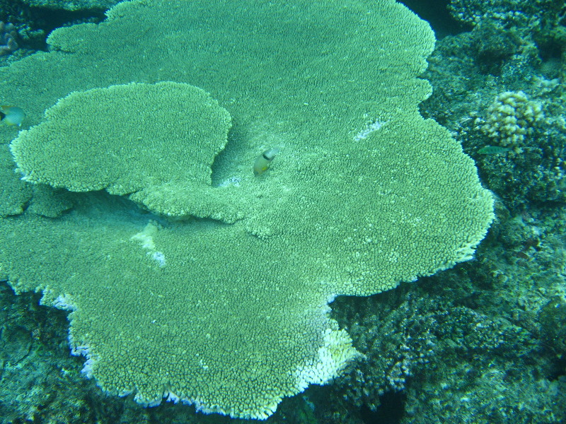 Fiji-Snorkeling-Underwater-Pictures-Amunuca-Resort-313