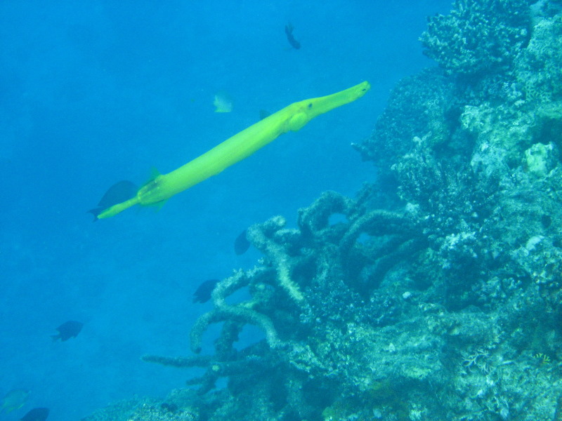 Fiji-Snorkeling-Underwater-Pictures-Amunuca-Resort-316