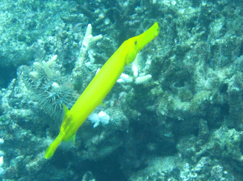 Fiji-Snorkeling-Underwater-Pictures-Amunuca-Resort-319